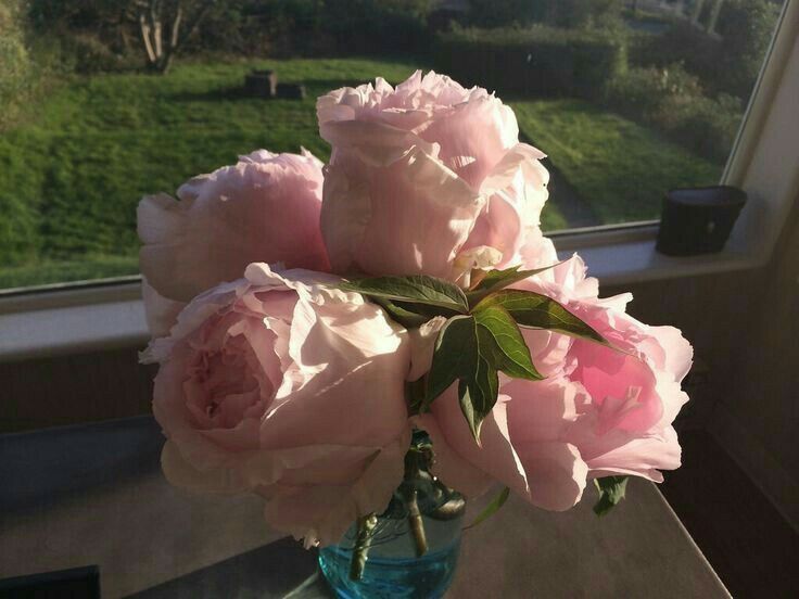 A rose image